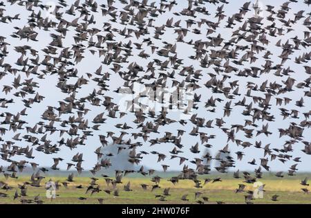 Sehr große Herde gewöhnlicher Stare (Sturnus vulgaris) im dichten Flug über Land und Felder während der Herbstmigration Stockfoto