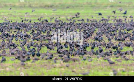 Große Schar gewöhnlicher Stare (Sturnus vulgaris), die in der Herbstsaison auf dem grünen Feld fressen Stockfoto