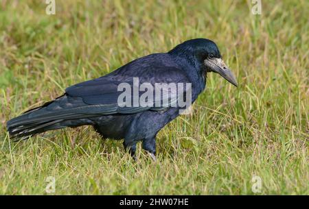 Glänzender und glänzender Rook (corvus frugilegus) spaziert und sucht im Herbst auf dem Grasfeld nach Futter Stockfoto