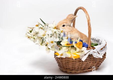 Entzückendes kleines Kaninchen, das in einem Korb mit Narzissenblumen auf weißem Hintergrund sitzt und Platz für Text kopiert. Stockfoto