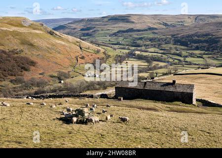 Sehen Sie Swaledale hinunter, während Swaledale Schafe über dem Dorf Muker im Yorkshire Dales National Park, Großbritannien, weiden Stockfoto