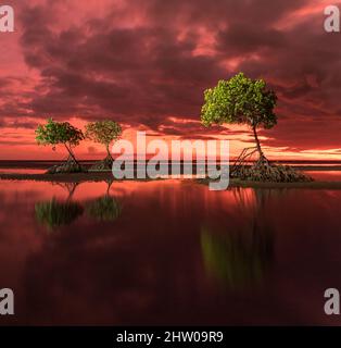 Eine getrübte Nachtlandschaft vor der Sonnenaufgangsfotografie und drei rote Mangrovenbäume auf dem Wattenmeer am Yule Point Far North Queensland, Australien. Stockfoto