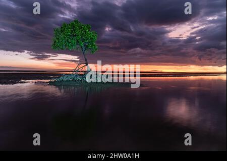 Ein getrübtes Foto vor Sonnenaufgang von einem einzelnen roten Mangrovenbaum auf dem Wattenmeer von Yule Point, Far North Queensland, Australien. Stockfoto