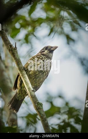 Ein gefleckter Katzenwels sitzt vorsichtig auf einem Baumstamm des Regenwaldes am Peterson Creek in Yungaburra auf den Atherton Tablelands in QLD, Australien. Stockfoto