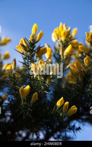 Ulex europaeus - Gorse Stockfoto