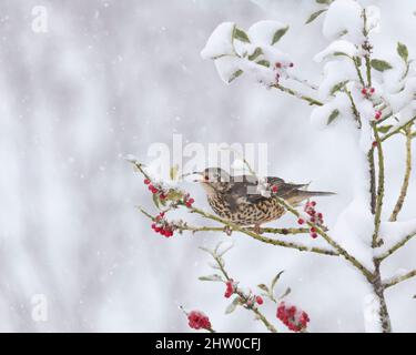 Ein Mistelthrush (Turdus Viscivorus), der während eines Schneesturms an roten Beeren in einem Holly Tree (Ilex Aquifolium) ernährt Stockfoto