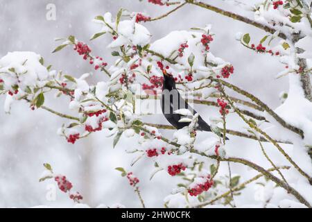 Ein männlicher Amsel (Turdus Merula), der im Winter die Beeren eines Holly Bush (Ilex Aquifolium) füttert Stockfoto