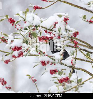 Ein männlicher Amsel (Turdus Merula), der während eines Schneesturms im Winter eine rote Beere von einem Holly Bush (Ilex Aquifolium) isst Stockfoto