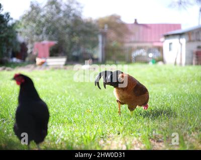 Hahn pickt den Boden neben einer Henne im Hof eines Hauses Stockfoto