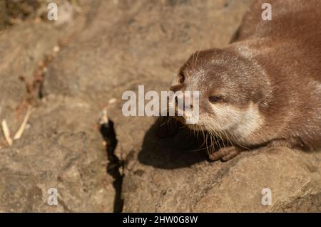 Süßer asiatischer Kleinklatschotter, Aonyx cinereus, Kopfschuss, der nach oben schaute, um Platz auf der linken Seite zu kopieren Stockfoto