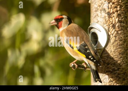 Goldfink, Carduelis carduelis, auf Vogelfutterhäuschen voller Sonnenblumen Herzen mit verschwommenem Blatthintergrund Stockfoto