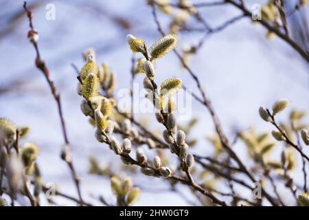 Frühlingstriebe auf salix-Zweigen Stockfoto