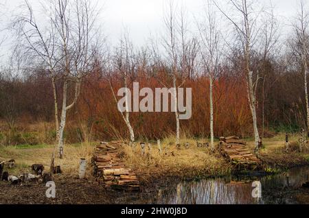 Silberne Birke und Hundeholz im London Wetlands Centre, Barnes Stockfoto