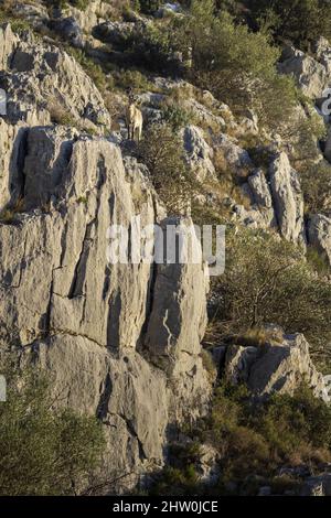 Spanischer Steinbock junger Mann im Naturlebensraum wilde iberien spanische Tierwelt Bergtiere Stockfoto