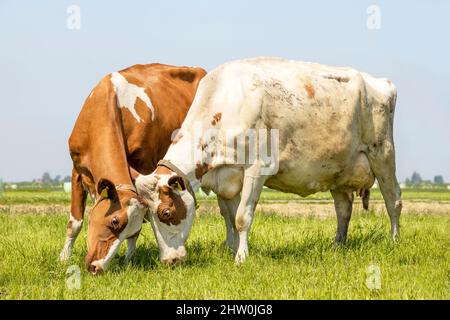 Zwei Kühe, die sich liebevoll und verspielt, spielen, grasen, kuscheln oder kämpfen, zusammen auf einer Weide, rot und weiß Stockfoto