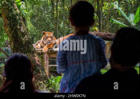 Kuala Lumpur, Malaysia. 27.. Februar 2022. Besucher sehen malaiische Tiger im Zoo Negara in der Nähe von Kuala Lumpur, Malaysia, 27. Februar 2022. UM MIT "Feature: Malayan Tiger Faces Oblivion without Concerted Action" zu GEHEN.Quelle: Zhu Wei/Xinhua/Alamy Live News Stockfoto