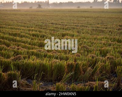 Geernteter Rohreis auf dem Reisfeld Malaysias Stockfoto