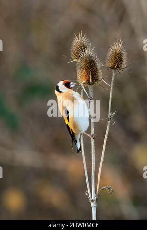 Europäischer Goldfink, Carduelis carduelis schöner farbenfroher Vogel, der auf trockener Distel sitzt. Die Nahrung besteht aus kleinen Samen. Unscharfer Hintergrund, Kopierbereich. Stockfoto