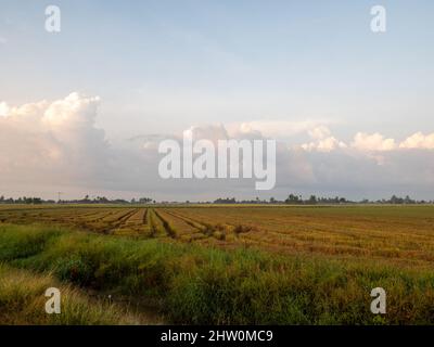 Geernteter Rohreis auf dem Reisfeld Malaysias Stockfoto