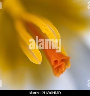 Abstraktes Nahaufziehmakro von einzelnen Krokusblüten, Staubgefäßen, Pollen. Geringe Schärfentiefe. Stockfoto
