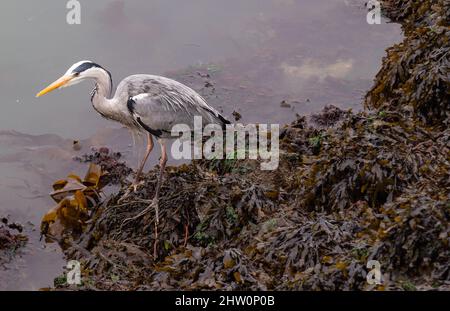 Graureiher Ardea cinerea auf der Jagd auf Unkrautbedecktem Vorland Stockfoto