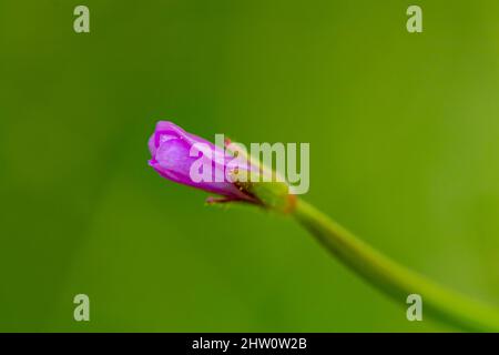 Claytonia sibirica Blume wächst auf der Wiese Stockfoto
