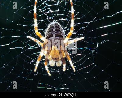 Ein Nahaufnahme-Makro-Bild einer Gartenspinne, die auf ihrem Netz hinterleuchtet ist Stockfoto