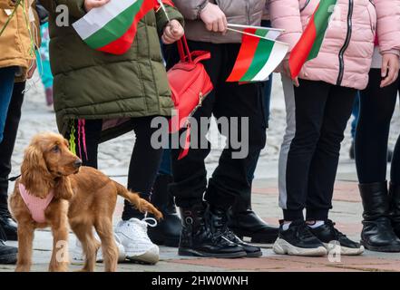 Elhovo Bulgarien 3.. März 2022: Jedes Jahr am 3. März treffen sich alle Altersgruppen Bulgariens zum Bulgarischen Befreiungstag. Der Vertrag von San Stefano erkannte Bulgarien im Jahr 1878 als unabhängigen Staat an. kindergartenschüler singen die Nationallieder, bulgarische Mädchen tragen traditionellen Tanz, Kinder schwingen mit Stolz die Nationalflagge. Bulgariens Nationalfeiertag und ehrt die bulgarischen Freiwilligen, die während des russisch-türkischen Krieges von 1877-1878 mit Hilfe russischer und rumänischer Truppen Bulgarien von fast 500 Jahren osmanischer Herrschaft befreiten. Clifford Norton Alamy Stockfoto