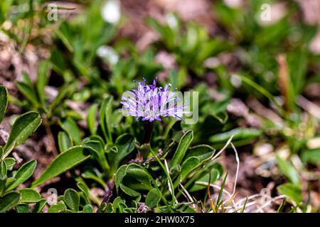 Globularia cordifolia Blume in den Bergen, Makro Stockfoto