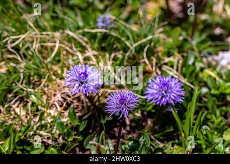 Globularia cordifolia Blume in den Bergen Stockfoto