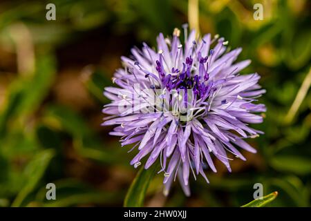 Globularia cordifolia Blume in den Bergen, aus nächster Nähe Stockfoto