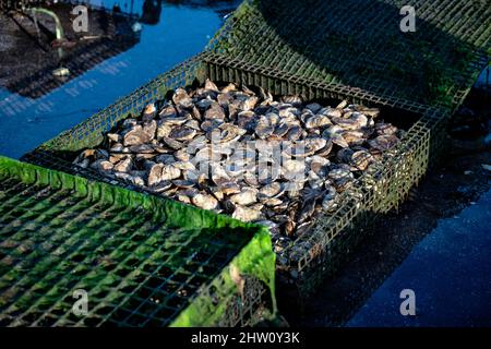 Reife Austern bereit für die Ernte, Cape Cod, Massachusetts, USA. Stockfoto