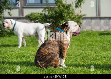 Brindle Mantel American Bulldog Hund Porträt draußen Stockfoto