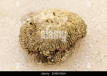 Gerillte Korallen am Strand von Flic en Flac auf Mauritius. Die Koralle wurde auf den Sand gewaschen. Stockfoto