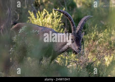 Südöstlicher spanischer Steinbock, Capra pyrenaica hispanica Stockfoto