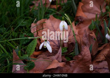 Schneeglöckchen wachsen unter gefallenen Blättern im Winterkirchhof. Wissenschaftlicher Name Galanthus nivalis. Nahaufnahme im Erdgeschoss. Stockfoto