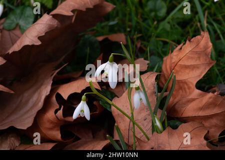 Schneeglöckchen wachsen unter gefallenen Blättern im Winterkirchhof. Wissenschaftlicher Name Galanthus nivalis. Nahaufnahme im Erdgeschoss. Stockfoto