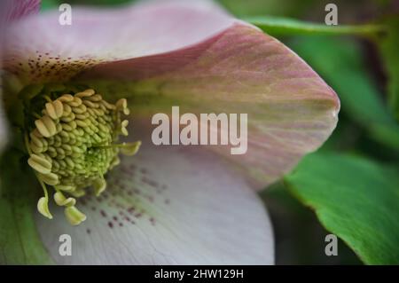 Eine dunkelrosa Hellebore (Fastenrose) mit dunklem Punktmuster um den Hals in situ in einem Garten in East Yorkshire, England, März 2022 Stockfoto