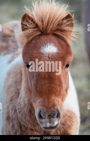 Vorderansicht eines jungen einheimischen Pferdes aus Island Stockfoto