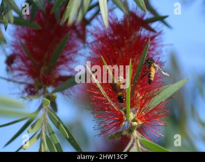 (220303) -- AGARTALA, 3. März 2022 (Xinhua) -- Bienen sammeln Nektar aus Blumen am Stadtrand von Agartala, der Hauptstadt von Indiens nordöstlichem Bundesstaat Tripura, 3. März 2022. Der Weltnaturschutztag wird jedes Jahr am 3. März begangen, um das Bewusstsein für die wilden Tiere und Pflanzen der Welt zu schärfen. (Str/Xinhua) Stockfoto