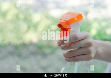 Die Hand einer Frau ohne Handschuhe spritzt Waschmittel auf das Fenster. Eine Frau hält eine Flasche Fensterputzer in ihren Händen. Reinigungskonzept Stockfoto