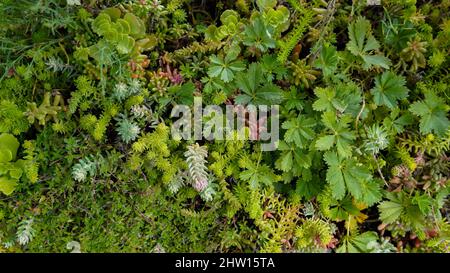 Vielfalt von grünen Sedum und Steinekrop für Bodenabdeckung Stockfoto