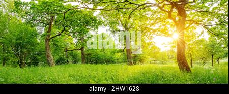 Schöne Aussicht auf den Naturpark mit alten riesigen Eichen. Stockfoto
