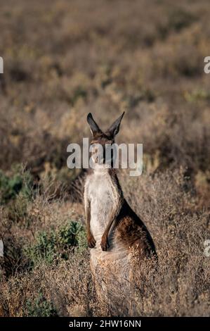 WESTERN Grey Känguru sitzt in einer typischen Outback-Landschaft. Stockfoto