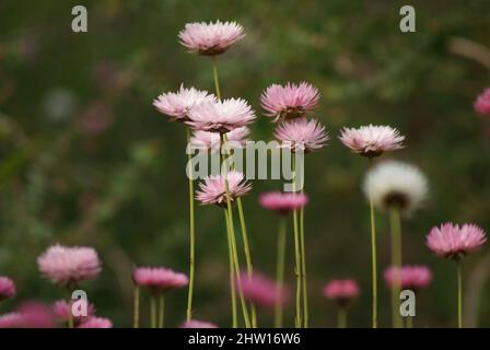 Rosafarbene Rosenblüte Stockfoto