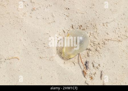 Guinee Bissau, Verschmutzung der Strände des Archipels der Bijagos-Inseln, von der UNESCO als Biosphärenreservat eingestuft, Orango Island, Orango National Park Stockfoto