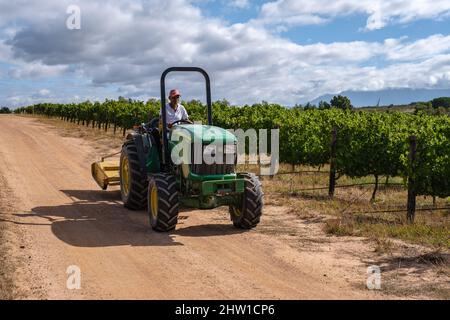 Stellenbosch Februar 2022, Landwirt bei Vineyardat Sonnenuntergang mit Bergen in Stellenbosch, in der Nähe von Kapstadt, Südafrika. Weintrauben auf der Rebe im Weinberg, Stockfoto