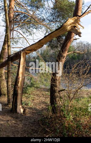 Wylam, Northumberland England: 8.. Feb 2022: Hübsche Waldgebiete in der Nähe der Ufer des Flusses Tyne im Nordosten Englands Stockfoto