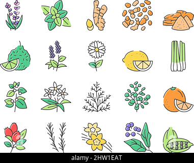 Aromatherapie Kräuter Sammlung Icons Set Vektor Illustration . Stock Vektor