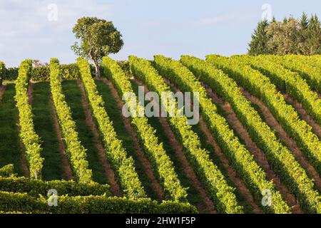 Frankreich, Pyrenees-Atlantiques, AOC-Weinregion Juran?on, Gan, Reihen von Reben und hügelige Landschaft Stockfoto